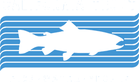 California Trout